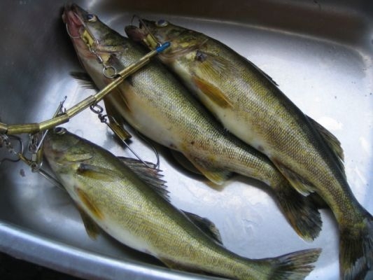 normal_Grady-2007 038-edited