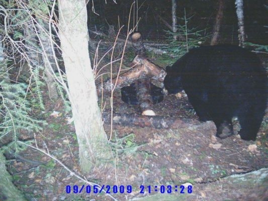 normal_Trail cam-2