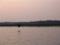 Eagle and perch